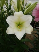 [4114 Global Village Mak No02.JPG]